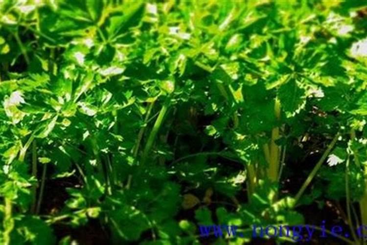 芹菜生长期需要什么样的肥料