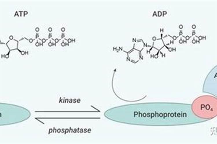 贵州仁怀茅台农村商业银行股份有限公司电话是多少？