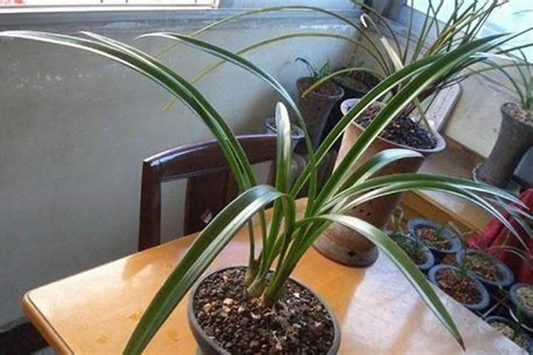 钼肥在花生上什么时使用