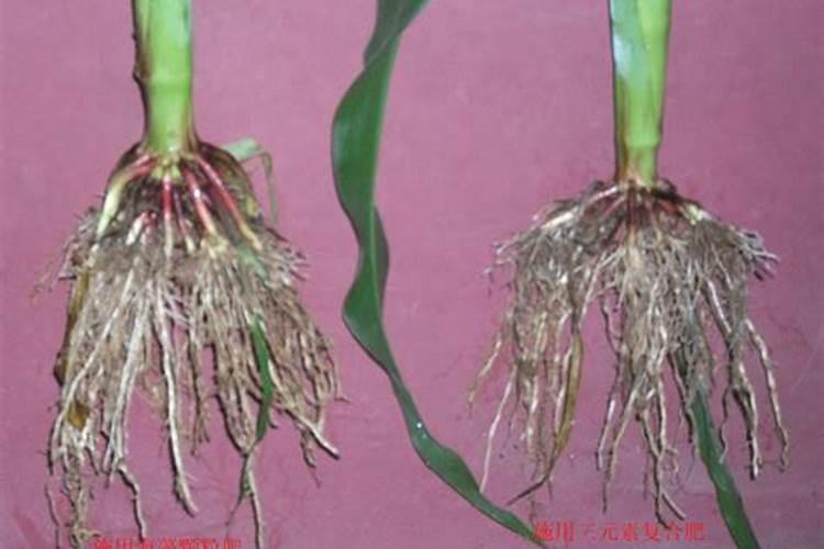 氯氰菊酯和氯氟氰菊酯哪个杀虫效果好