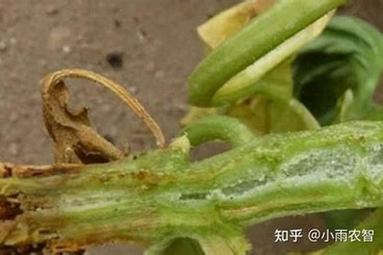 氯氰和氯氟氰啥区别