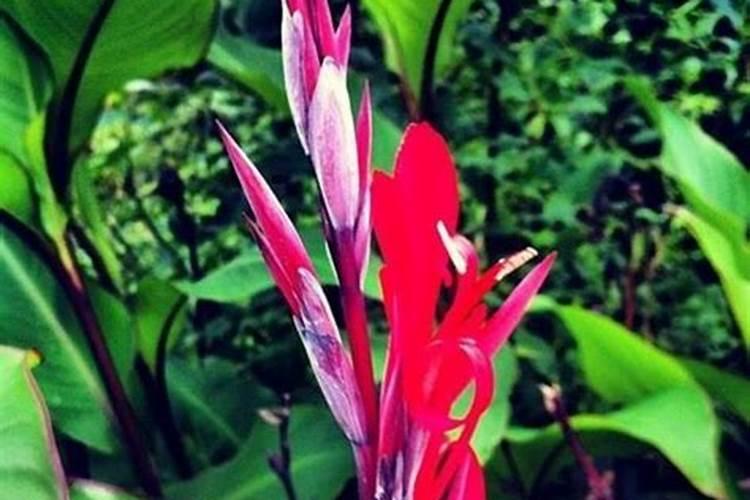 芭蕉芋的栽培技术