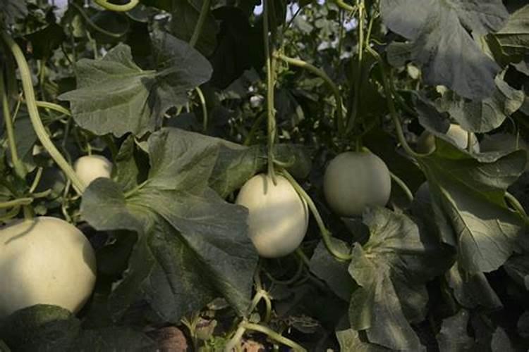 甜瓜不施底肥,后期冲水溶肥可!