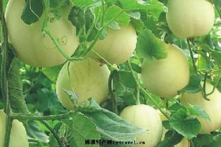 甜瓜棵子细叶子小怎么解决？