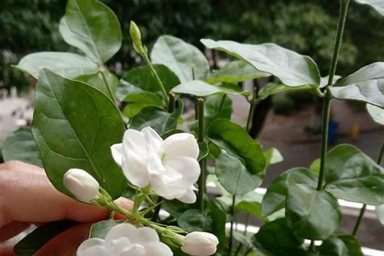 盆栽茉莉花施什么肥会比较好 茉莉花花期介绍