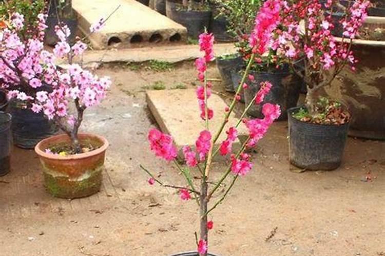 杜鹃花总是不开花是为啥 杜鹃花长叶不开花怎么弄