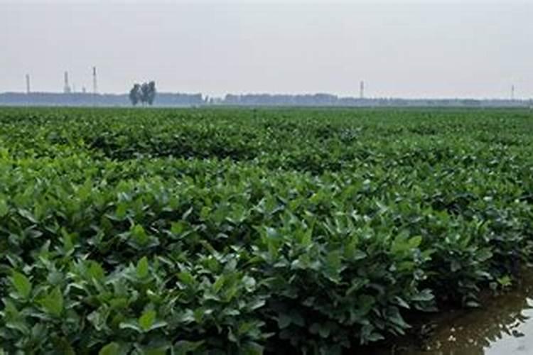 大豆开花能喷叶面肥吗