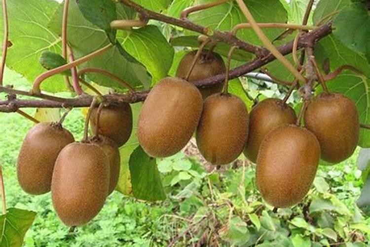 益施帮叶面肥最大用量是多少