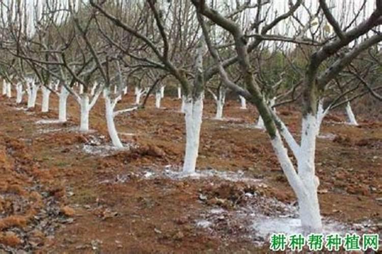 大棚蓝莓种植挣钱吗