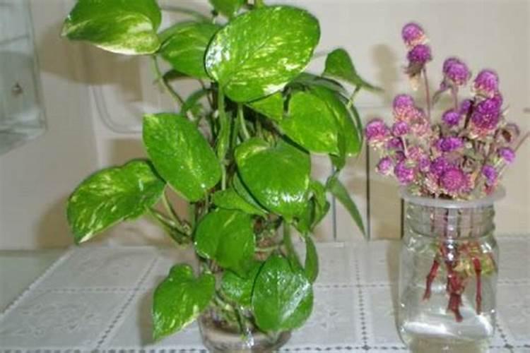 吃包心菜的几大好处你知道吗