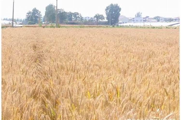 南瓜需要施什么肥料(一般种植南瓜什么时候施肥方法)