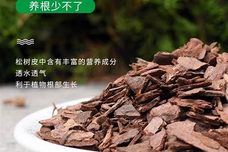 露地茄子株行距