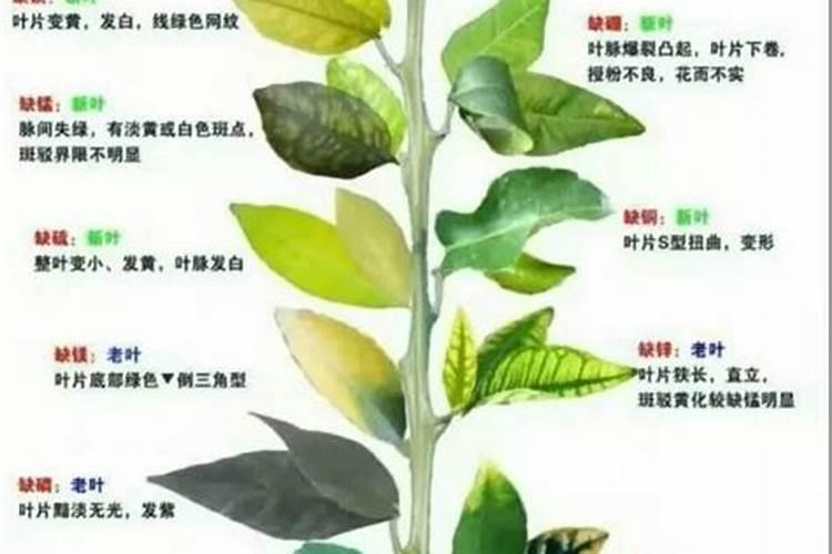 土壤养分的定义