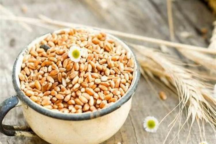 小麦用芸苔素拌种用量是多少 拌种后多久播种合适