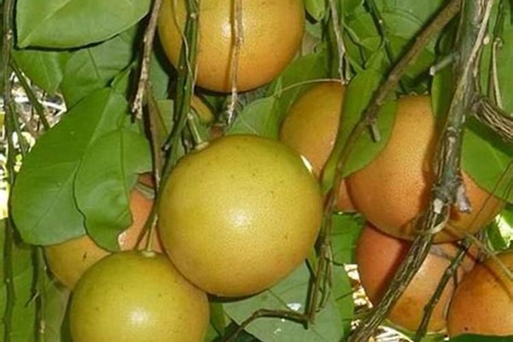 玉米用什么肥料能高产