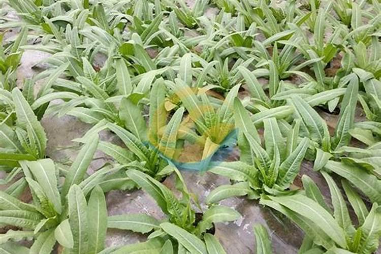 厦门哪里可以买肥料