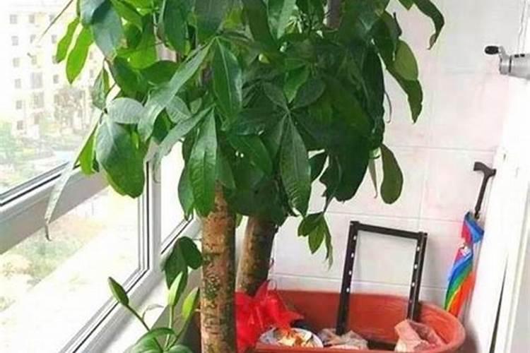 什么盆栽可以用尿素(家里的盆栽能用尿素浇吗)