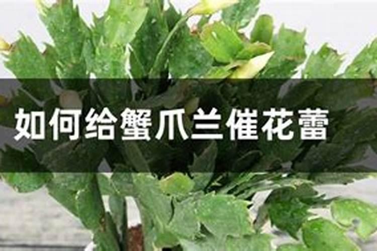 花期能施肥吗 花期可以施肥吗