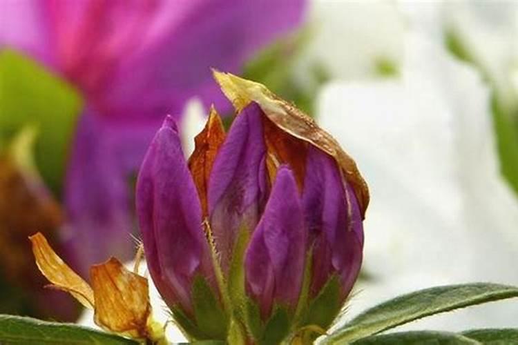 菊花有花蕾时能用磷酸二氢钾喷叶面肥吗