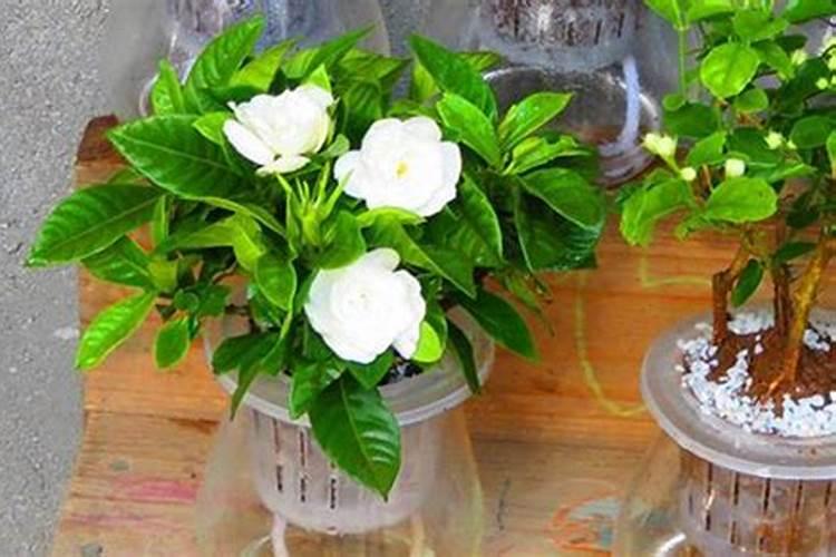 栀子花可以用复合肥吗