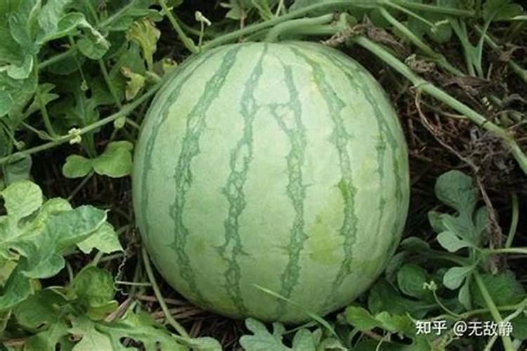 月季花施什么肥料好