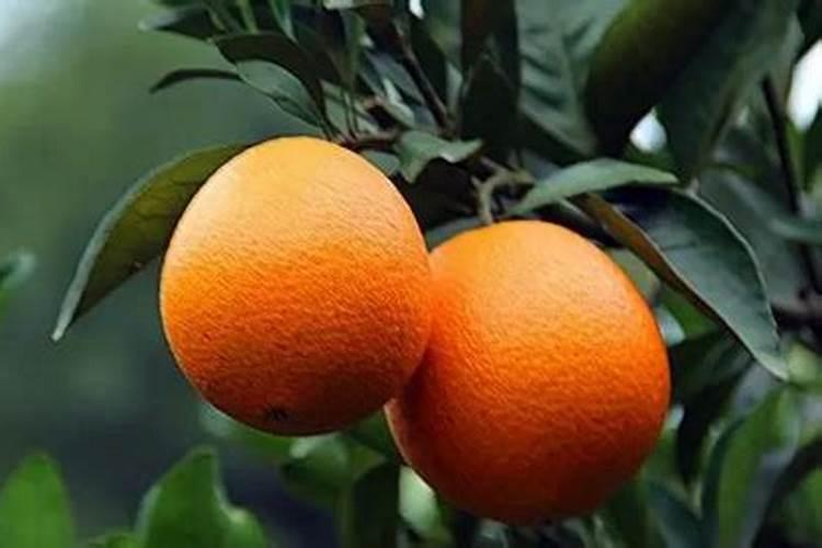 葡萄什么时间施肥？葡萄如何掐尖？