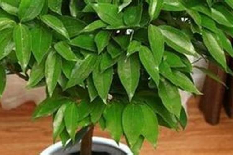 有机硅在农业的作用和用途是什么