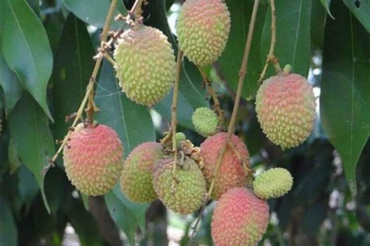 茶叶化肥使用方法如何使用 茶叶化肥使用方法