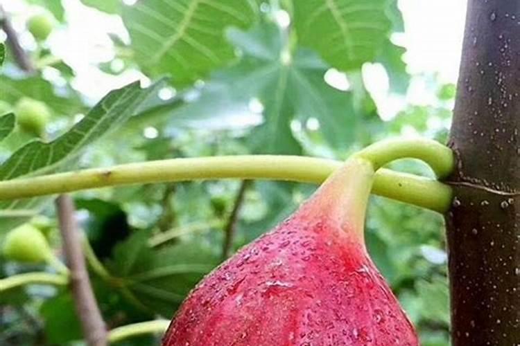 月季如何施磷酸二氢钾 注意事项有哪些