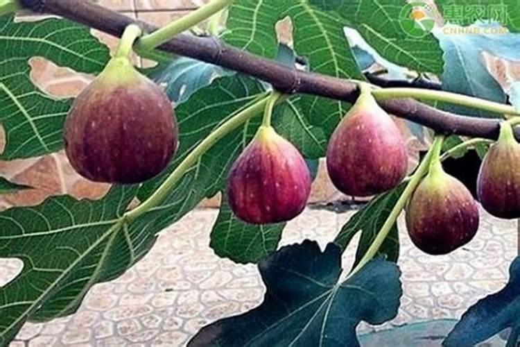 无花果结果期间施什么肥