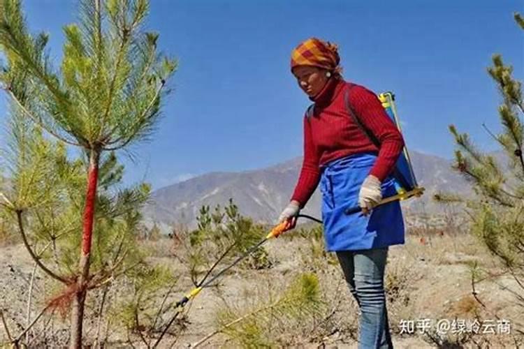 水溶肥是什么肥料,水溶肥料怎么使用效果更好