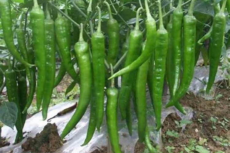 颗粒硼肥的作用及施用方法