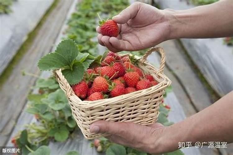 植物的叶子能否吸收水分？