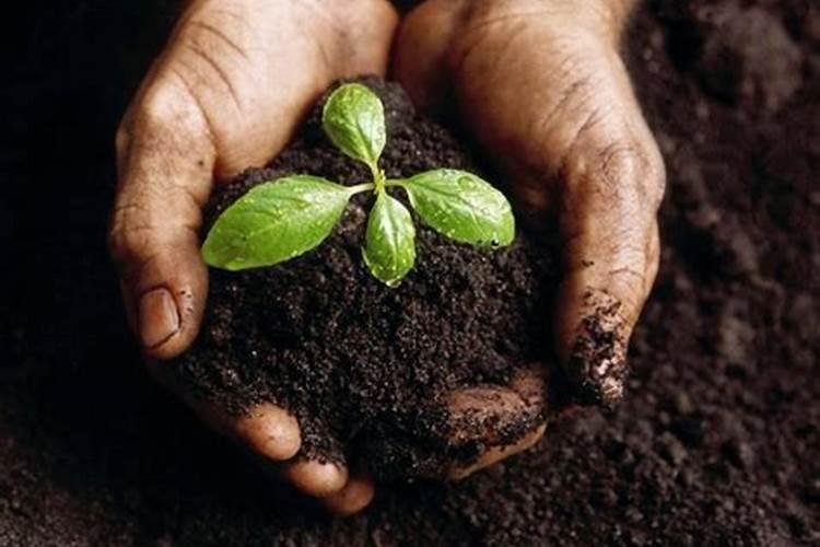 翠香猕猴桃能放软吗