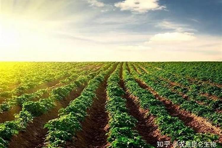 豆子用什么肥料好？