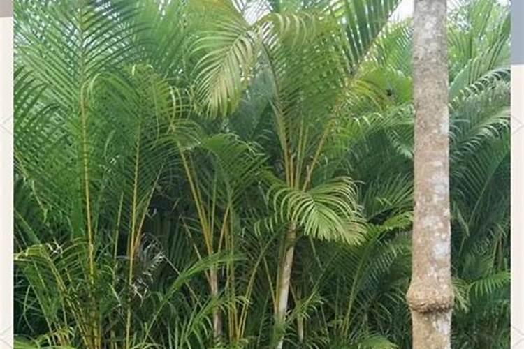 怎样合理施用硅肥