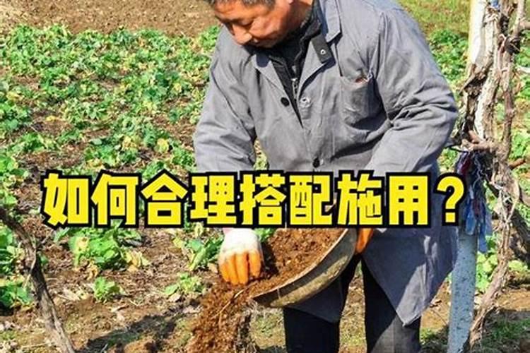 豆子叶子就是这样了？什么原因