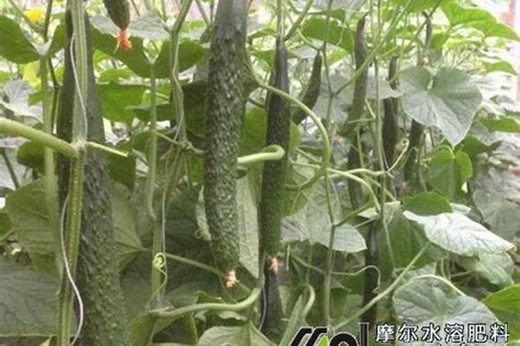 大棚辣椒水肥管理