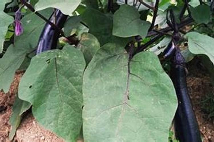 菜心怎么种才不招虫 种菜心不招虫方法