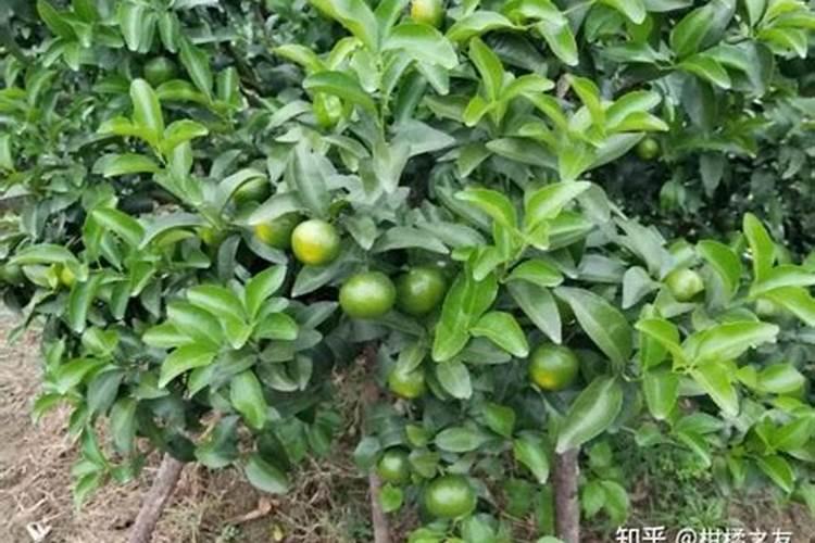 柑橘膨大期喷什么叶面肥结果多？座果期怎么用肥料？冲施什么肥