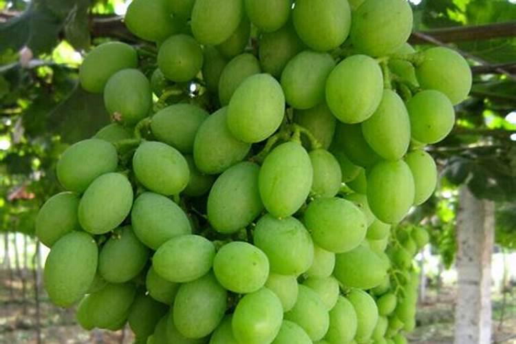 夏黑葡萄用什么膨大剂 附膨大期施肥诀窍