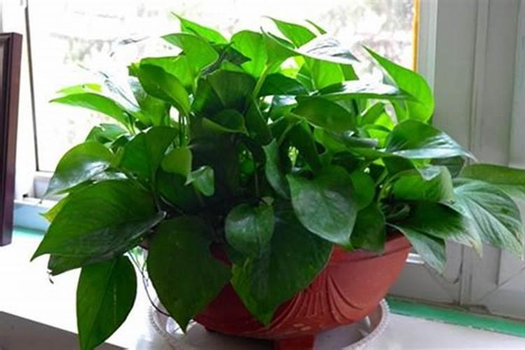 君子兰喷叶面肥都有哪些讲究