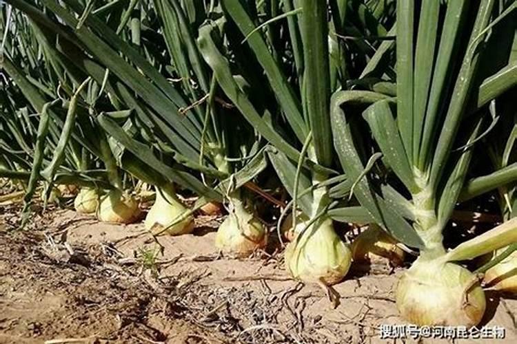 洋葱生产中常见问题探讨 洋葱养殖方法总结