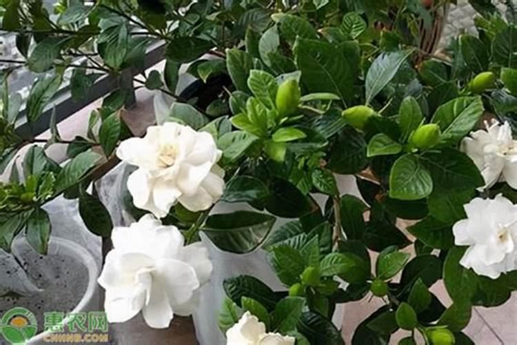 橙子黄化怎么办