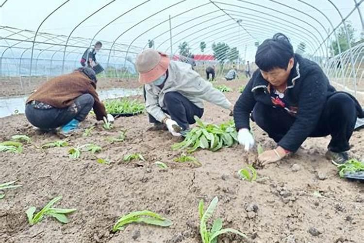 菜苗移栽几天后可施肥