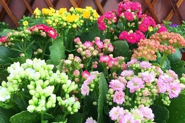 长寿花施什么肥好