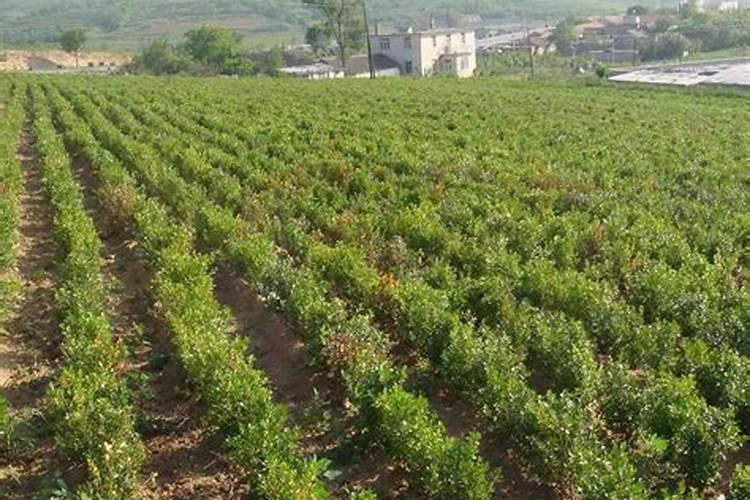 中国最好的果树叶面肥有哪些？