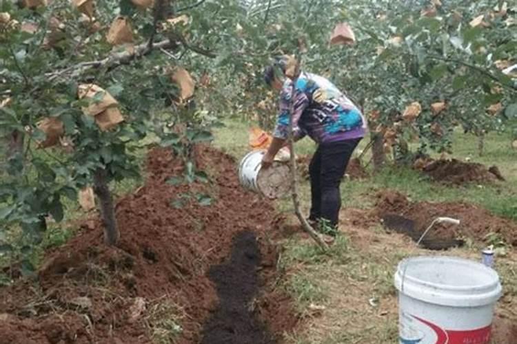 苹果树春季浇水施肥最佳时间