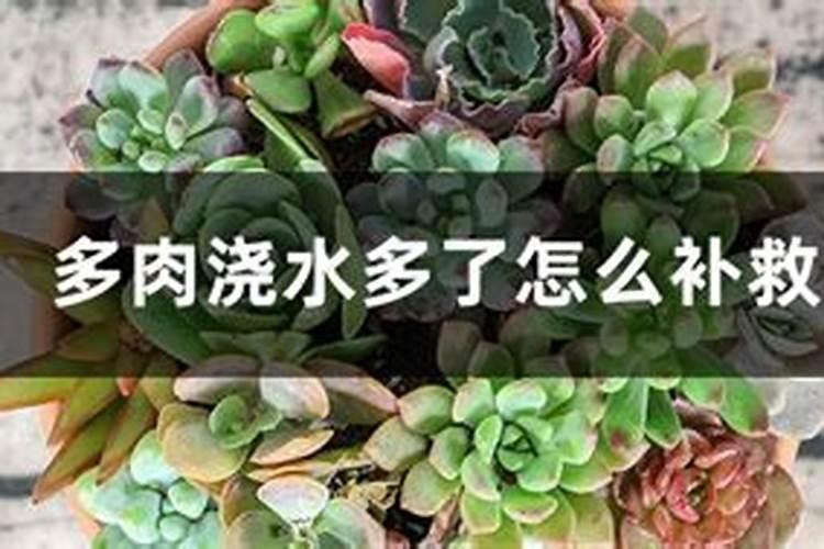 土里花肥放多了,还能直接种花吗？