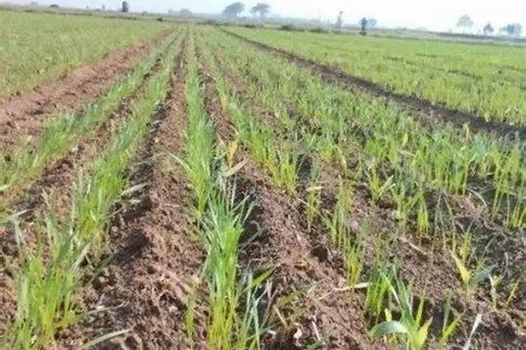 果树增甜打什么药水